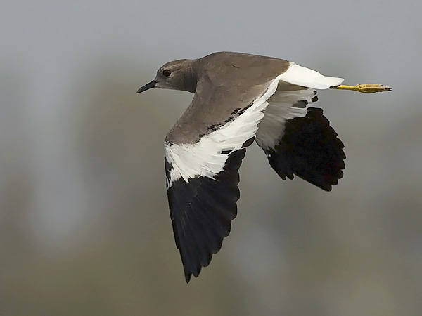 Suohyyppä, White-tailed Lapwing, Vanellus leucurus